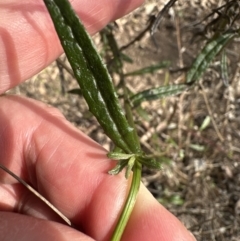 Senecio hispidulus at suppressed - 24 Aug 2023