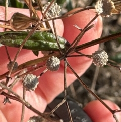 Senecio hispidulus at suppressed - 24 Aug 2023