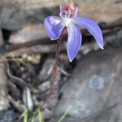 Cyanicula caerulea (Blue Fingers, Blue Fairies) at Bruce, ACT - 24 Aug 2023 by JVR