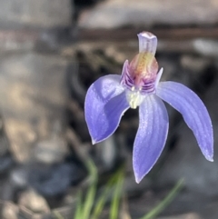 Cyanicula caerulea at Bruce, ACT - suppressed