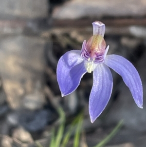 Cyanicula caerulea at Bruce, ACT - 24 Aug 2023