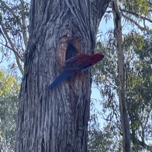 Platycercus elegans at Bruce, ACT - 24 Aug 2023 03:09 PM