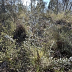 Leucopogon fletcheri subsp. brevisepalus (Twin Flower Beard-Heath) at Bruce Ridge to Gossan Hill - 24 Aug 2023 by JVR