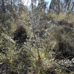 Styphelia fletcheri subsp. brevisepala at Bruce, ACT - 24 Aug 2023