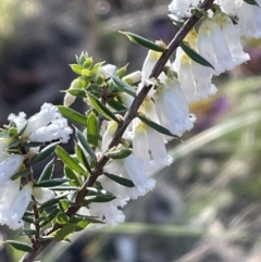 Leucopogon fletcheri subsp. brevisepalus at Bruce, ACT - 24 Aug 2023