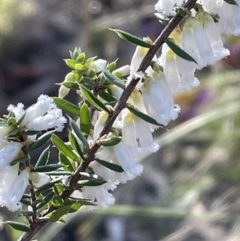 Styphelia fletcheri subsp. brevisepala at Bruce, ACT - 24 Aug 2023