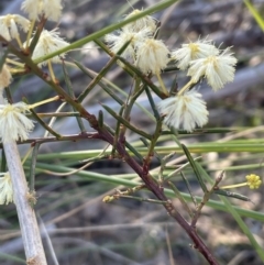 Acacia genistifolia (Early Wattle) at Bruce, ACT - 24 Aug 2023 by JVR