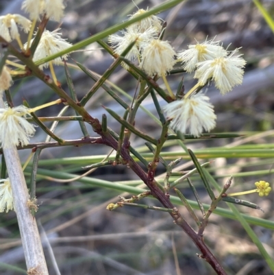 Acacia genistifolia (Early Wattle) at Bruce, ACT - 24 Aug 2023 by JVR