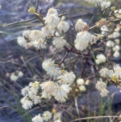 Acacia genistifolia at Bruce, ACT - 24 Aug 2023 02:44 PM