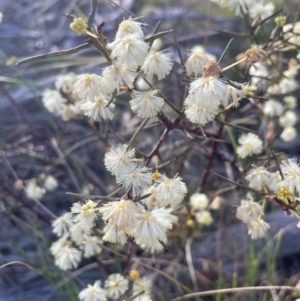 Acacia genistifolia at Bruce, ACT - 24 Aug 2023