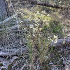 Acacia genistifolia at Bruce, ACT - 24 Aug 2023