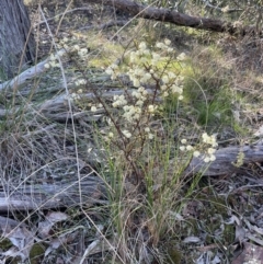 Acacia genistifolia at Bruce, ACT - 24 Aug 2023 02:44 PM