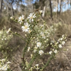 Olearia microphylla (Olearia) at Bruce, ACT - 19 Aug 2023 by lyndallh@bigpond.com