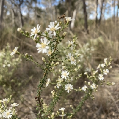 Olearia microphylla (Olearia) at Bruce Ridge to Gossan Hill - 19 Aug 2023 by lyndallh@bigpond.com