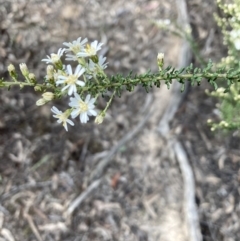 Olearia microphylla at Bruce, ACT - 19 Aug 2023 02:41 PM