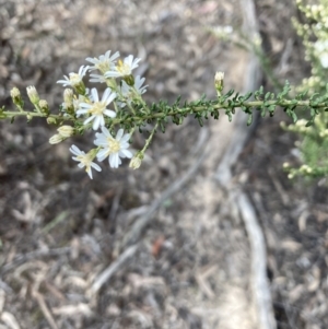 Olearia microphylla at Bruce, ACT - 19 Aug 2023