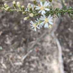 Olearia microphylla at Bruce, ACT - 19 Aug 2023 02:41 PM