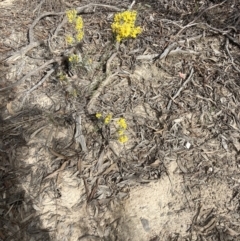 Olearia microphylla at Bruce, ACT - 19 Aug 2023