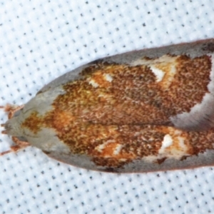 Euchaetis habrocosma at Sheldon, QLD - suppressed