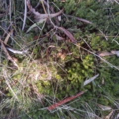 Acrotriche serrulata (Ground-berry) at Cooma North Ridge Reserve - 24 Aug 2023 by mahargiani