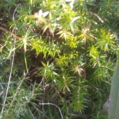 Acrotriche serrulata at Cooma, NSW - 24 Aug 2023