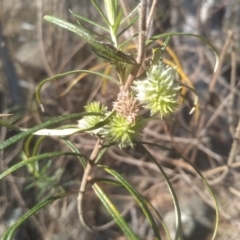 Cassinia longifolia (Shiny Cassinia, Cauliflower Bush) at Cooma, NSW - 24 Aug 2023 by mahargiani