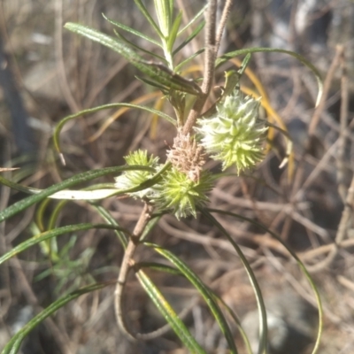 Cassinia longifolia (Shiny Cassinia, Cauliflower Bush) at Cooma North Ridge Reserve - 24 Aug 2023 by mahargiani