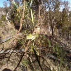 Cassinia longifolia at Cooma, NSW - 24 Aug 2023 02:25 PM