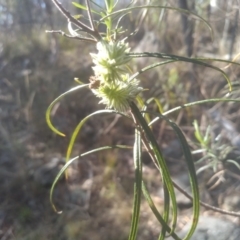 Cassinia longifolia at Cooma, NSW - 24 Aug 2023