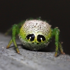 Araneus praesignis (Alien Butt Spider) at Capalaba, QLD - 23 Aug 2023 by TimL