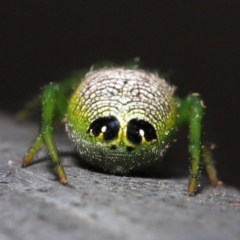 Unidentified Spider (Araneae) at Capalaba, QLD - 23 Aug 2023 by TimL