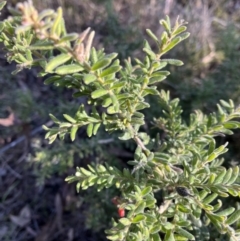 Grevillea lanigera (Woolly Grevillea) at Bruce, ACT - 24 Aug 2023 by FadeL