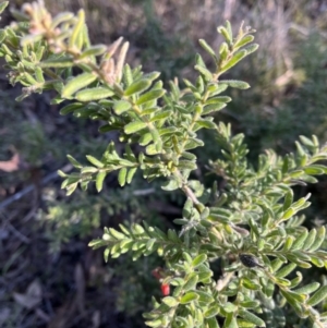 Grevillea lanigera at Bruce, ACT - 24 Aug 2023