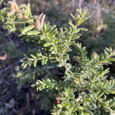 Grevillea lanigera (Woolly Grevillea) at Gossan Hill - 24 Aug 2023 by FadeL