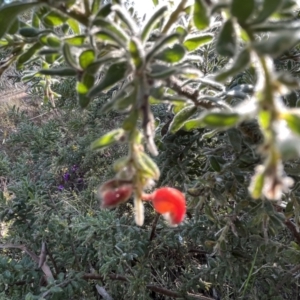 Grevillea lanigera at Bruce, ACT - 24 Aug 2023 03:22 PM