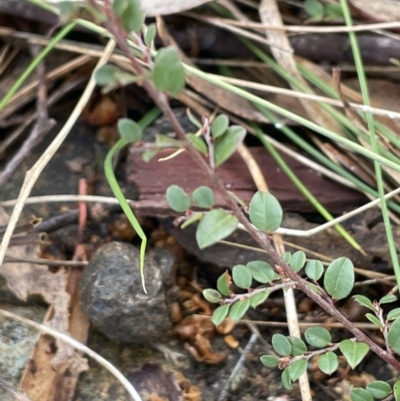 Bossiaea buxifolia (Matted Bossiaea) at Kowen, ACT - 23 Aug 2023 by JaneR