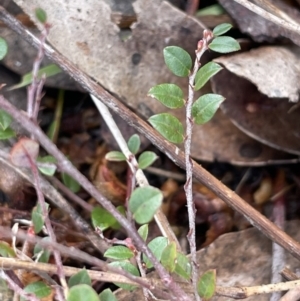 Bossiaea buxifolia at Kowen, ACT - 23 Aug 2023