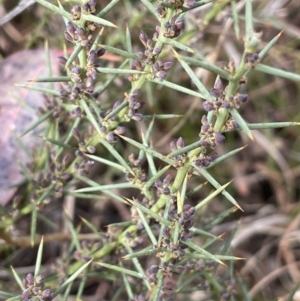 Daviesia genistifolia at Kowen, ACT - 23 Aug 2023