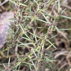 Daviesia genistifolia (Broom Bitter Pea) at Kowen Woodland - 23 Aug 2023 by JaneR