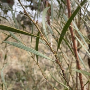 Daviesia leptophylla at Kowen, ACT - 23 Aug 2023