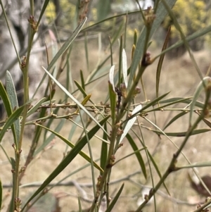 Daviesia leptophylla at Kowen, ACT - 23 Aug 2023