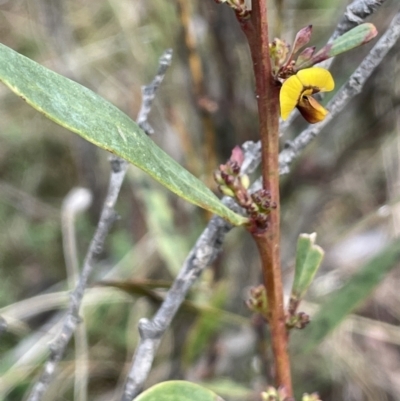 Daviesia mimosoides subsp. mimosoides at Kowen Woodland - 23 Aug 2023 by JaneR