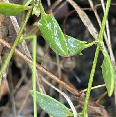 Einadia nutans subsp. nutans (Climbing Saltbush) at Kowen Woodland - 23 Aug 2023 by JaneR