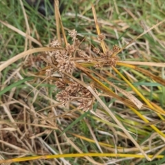 Cyperus eragrostis (Umbrella Sedge) at Belconnen, ACT - 24 Aug 2023 by CattleDog