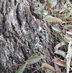 Hardenbergia violacea (False Sarsaparilla) at Kowen Woodland - 23 Aug 2023 by JaneR