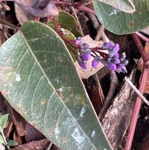 Hardenbergia violacea at Kowen, ACT - 23 Aug 2023 11:01 AM