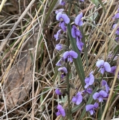 Hovea heterophylla (Common Hovea) at Kowen Woodland - 23 Aug 2023 by JaneR