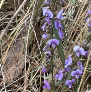 Hovea heterophylla at Kowen, ACT - 23 Aug 2023