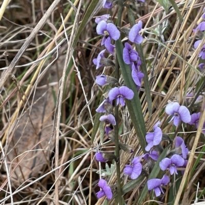 Hovea heterophylla (Common Hovea) at Kowen Woodland - 23 Aug 2023 by JaneR