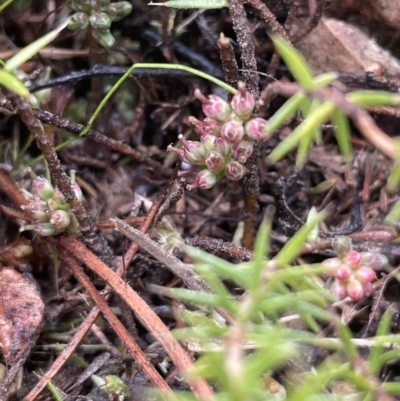 Acrotriche serrulata (Ground-berry) at Kowen Woodland - 23 Aug 2023 by JaneR